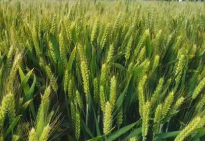 国家审定通过一批高产优质绿色抗逆小麦新品种