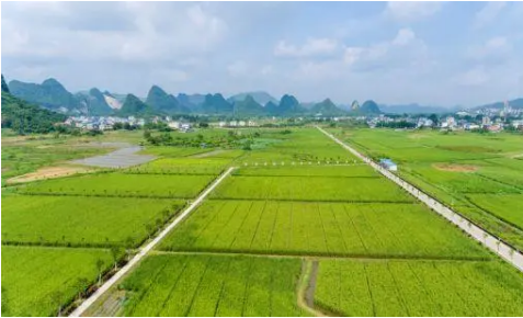 今年广西新签现代农业产业招商项目156个