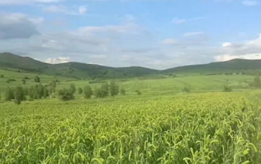 内蒙古突泉县调整种植结构助力农民增收致富