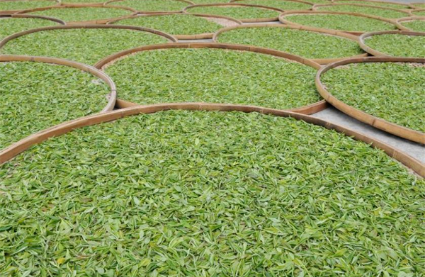“中国苔茶之乡”贵州石阡县发布11项苔茶团体标准