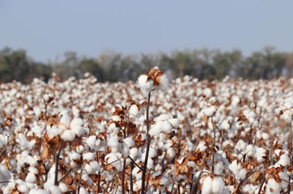 新疆棉花产业高质量发展背后的“加减法”