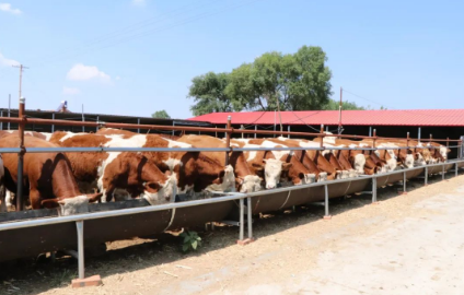 安徽省确定肉牛产业分区布局