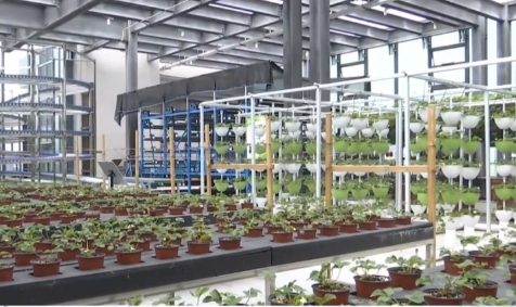我国首座无人化垂直植物工厂建成投用