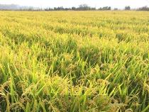 福建省再生稻将有专门品种试验渠道
