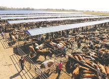 内蒙古农畜产品质量安全监测合格率达99.5%