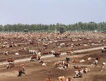 内蒙古全力推进国家重要农畜产品生产基地建设