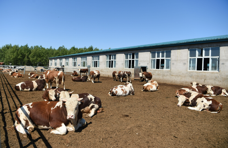 内蒙古察右前旗肉牛产业助力乡村振兴