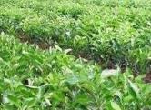 福建省新认定16个非主要农作物品种