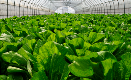 农产品全年总体合格率99% 湖南绿色有机农产品数量居全国前列