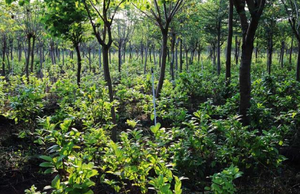 山西将打造独具地域特色的林药产业体系