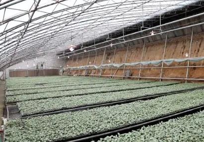 冬季低温天气，设施大棚开启保暖模式——农业防寒尽显“科技范儿”