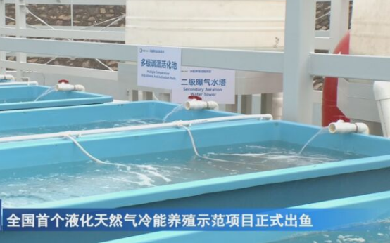 全国首个液化天然气冷能养殖示范项目出鱼