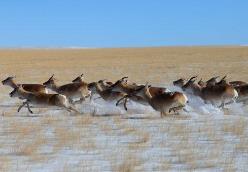 内蒙古为跨境黄羊等野生动物保驾护航