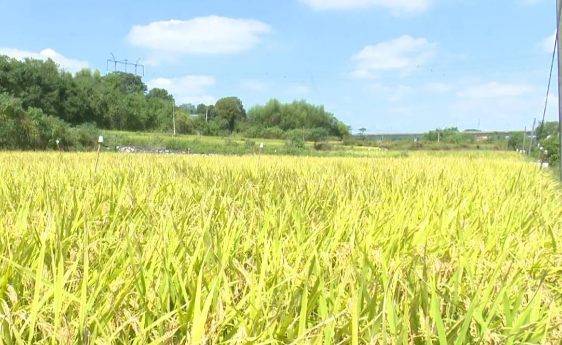 湖南用“中国芯”育“中国粮” 水稻播种面积和总产居全国第一
