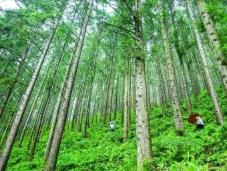 去年福建省森林资源量质齐升