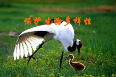 保护生物多样性 中国绘出“路线图”
