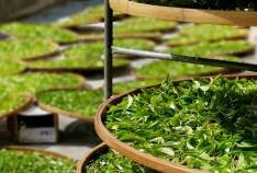 广东梅州拟打造“客家绿茶之都”