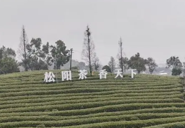 浙江松阳县通过“中国生态香茶之都”评审