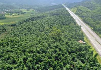 年产值达298亿元！广东省林业特色产业发展基地增至30个