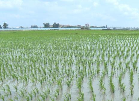 华南早稻已开始育秧 4省区完成意向面积5.3%