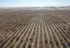 内蒙古印发林草种苗振兴三年行动实施方案