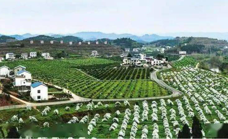 广东林业特色产业发展基地增至三十个 中药材产业发展基地数量占一半