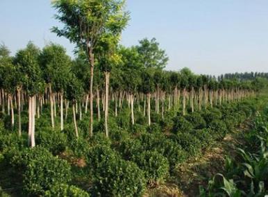 广东乡村绿化已种植苗木371万株