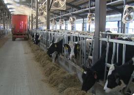 黑龙江提升奶牛基础育种技术水平