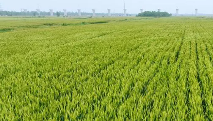 国家旱碱麦农业标准化区域服务与推广平台落户沧州