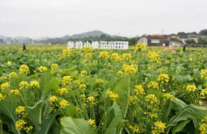 广州增城：“小特产”推动乡村产业“大发展”