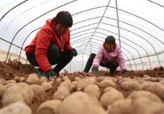 河南汝阳培育红薯产业