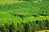 内蒙古天然林面积达2.73亿亩 居中国首位