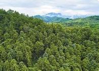 福建目标：至2025年森林覆盖率达到65.24％