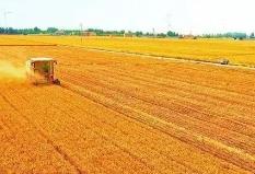 河南提升主要粮油作物大面积单产 粮食播种稳定在1.6亿亩以上