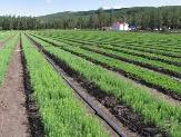 内蒙古启动专项行动 规范林草种苗市场秩序