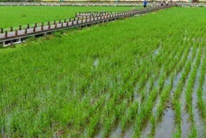 江西省早稻已播栽面积592万亩