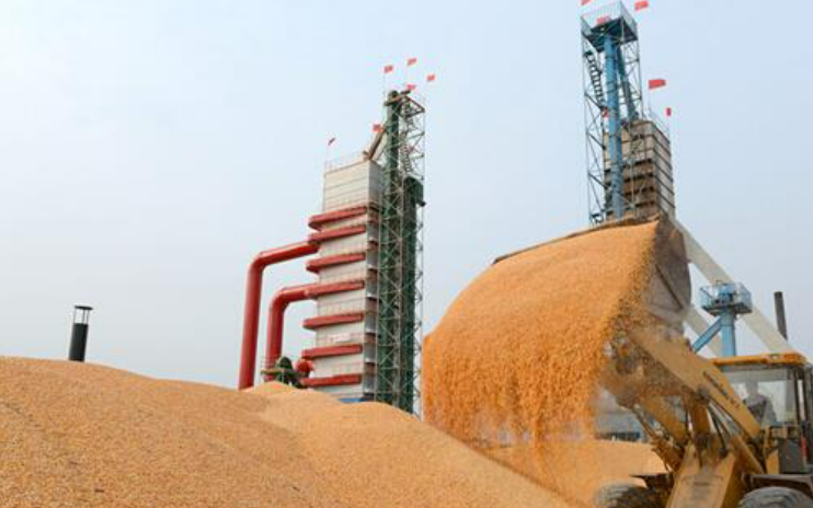 中储粮集团公司日收购玉米10万吨以上 促进农户余粮销售变现备春耕