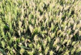 河南省小麦种业创新突破两大“卡脖子”难题