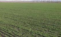 农业农村部：冬小麦面积稳中略增 长势好于上年、好于常年
