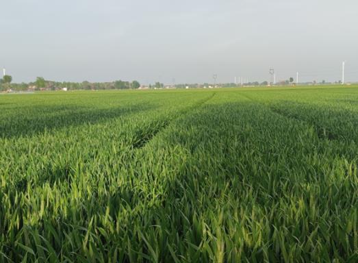 河南：小麦长得壮 肥要“跟得上”