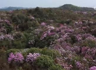 鲜花装点春日大地展现蓬勃生机 “多彩”旅游业态引客来