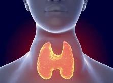 上海医学专家新发现揭示导致甲状腺发育异常的机制