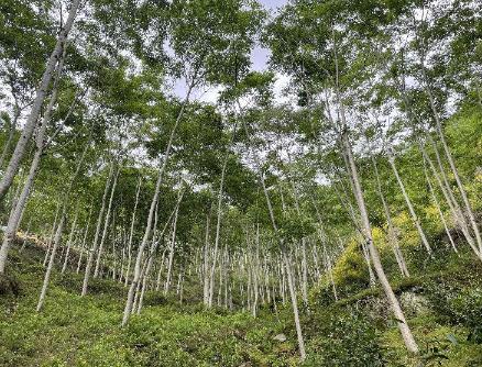 四川省共有132个省级林木良种 较去年增加6个
