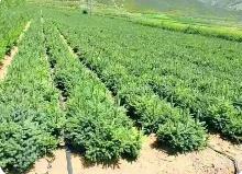 去年内蒙古出口282．6万株苗木支持蒙古国防沙治沙