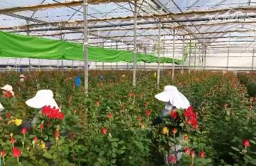 鲜花产业助力乡村振兴 云南姚安花卉产业综合产值达18亿元