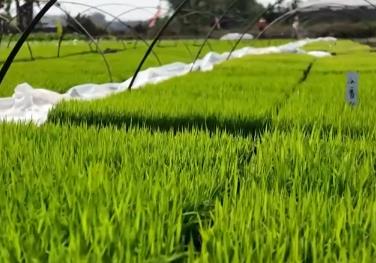 今年广东水稻产量如何“粤”上新台阶？从一线看万象“耕”“新”