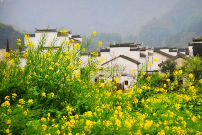 赏花经济：文旅融合下的产业升级新图景