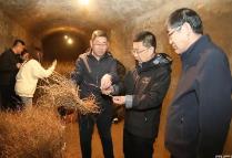 内蒙古启动“绿剑2025”行动为“三北”工程种苗质量把关