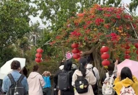 花经济“四季常开” “花卉+”创新升级激活文旅市场新动能