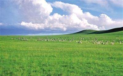 内蒙古政策落地工程显成效 为万亩草原上保险